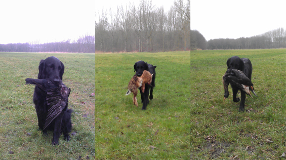 Trio’tje wild