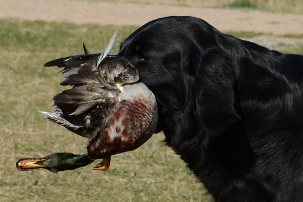 Training Biddinghuizen 12 maart 2014