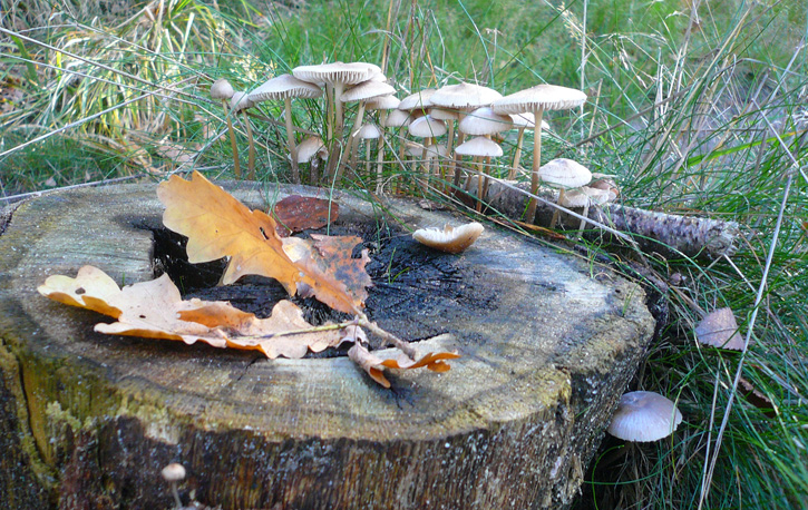 SdC ‘s-Hertogenbosch – Haaren (11 okt 2015)