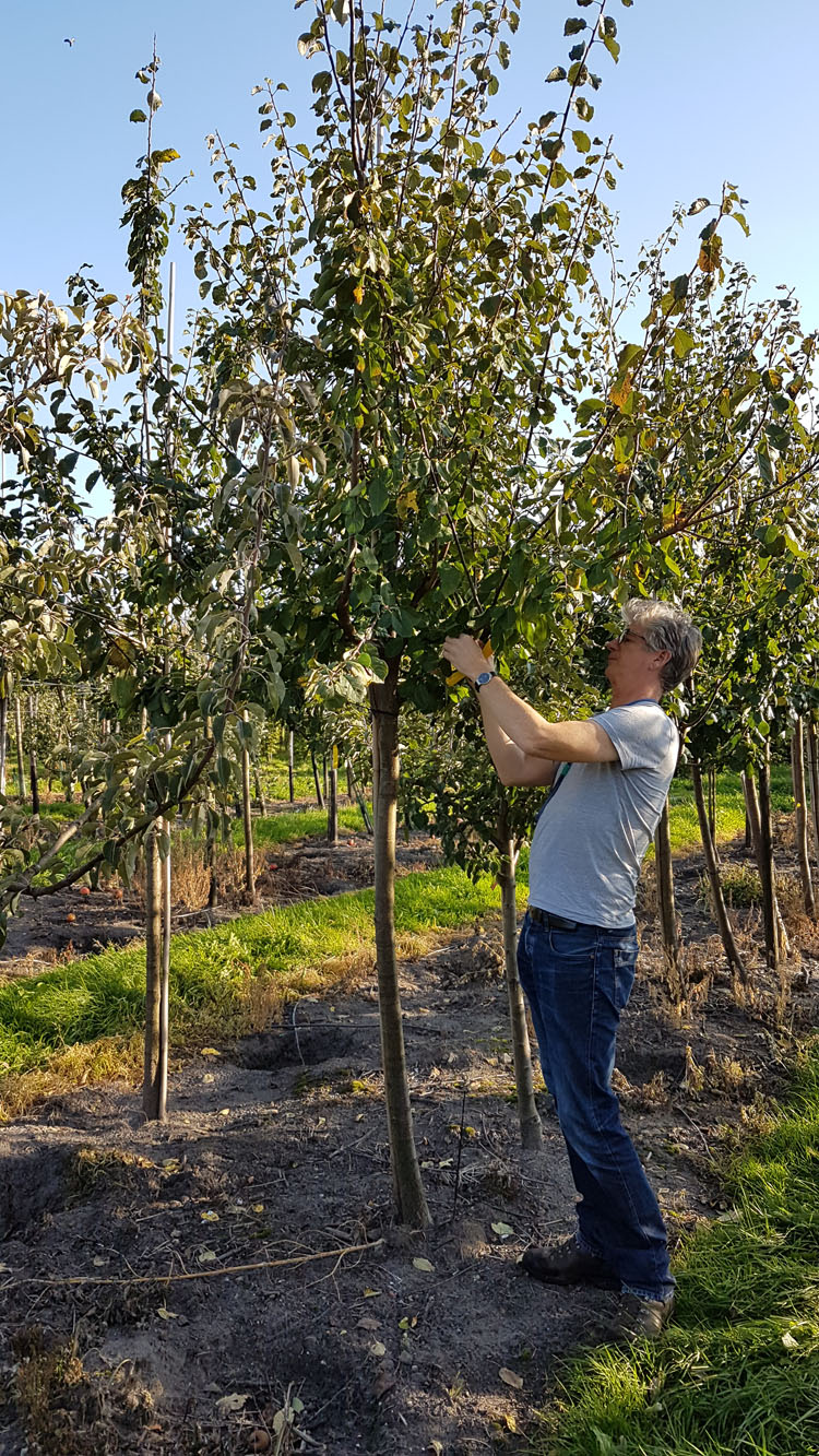 Bomen uitzoeken